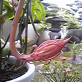 20090630(�ˎގ��ގ�)
