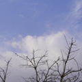 20100103(sky)