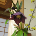 20100304(���؎��ώ��ێ�����)