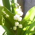 20100506(�������)