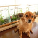 ミミとめだか